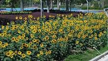 海沧马銮湾公园向日葵花开了，停车方便不用门票，旁边就有公交站！#旅行大玩家 #厦门户外#向日葵花#厦