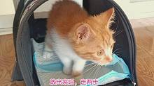 捡来的小橘猫第一次上楼拜见众多原住猫，结果一言难尽，来后悔了