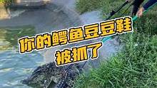 你的鳄鱼豆豆鞋被抓了#鳄珍  