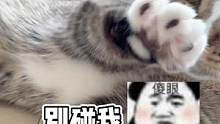 谁要谁带走吧这样的小猫 #记录猫咪日常 #抖in萌宠计划 #每日吸猫 #撸猫第一视角