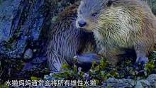 陷入危险中的幼崽#纪录片 #大自然 #动物世界 #科普 