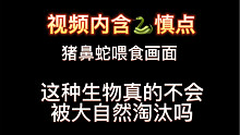 自己买的猪 含着泪也要养下去