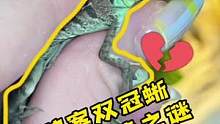 真的不怪我拍短视频#养爬姑娘 #爬宠 #双冠蜥蜴 #蜥蜴 #异宠