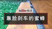 慢动作镜头下，蜂巢出入口的景象。
原来蜜蜂们刹车全靠撞啊，怪不得都长得圆乎乎毛茸茸的#蜜蜂 #搞笑 