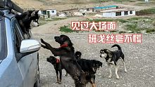 在西藏偶遇藏獒群，阿拉斯加以王者之姿淡定面对，丝毫不慌