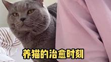这个小猫咪还挺温顺，但...不过两秒～#我和我的猫