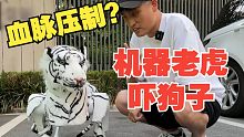 给机器狗穿上老虎皮，狗子会被吓跑？