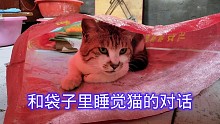 袋子的诱惑:和这只在袋子里睡觉的猫对话真是太有趣了！