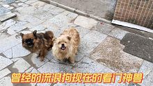 曾经收养的两只流浪狗，现在成了看门神兽
