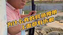 为什么真的鳄鱼腰带上面会有伤痕#鳄珍