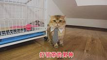 胖公猫们第一次打领带，有的帅呆了，不敢动了，霸气公猫当场走秀