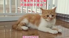 捡来的小橘猫第一次见到猛公猫，吓到瘫软不敢动，表情惊恐真可怜