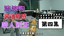 酱油第四集（流浪狗天生敏感不抗压咬人纠正系列）