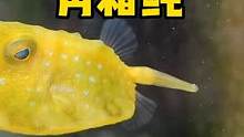 奇怪的角箱鲀，你们看出来奇怪之处吗？ #角箱鲀 #frank的私人水族馆