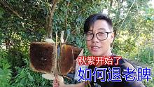 养蜂新手注意了，如何退老巢脾技术分享，秋繁检查蜂群很关键