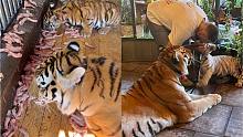 3只老虎一起开饭！场面一度失控