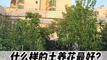 什么样的土养花最好？砂壤土、泥炭、椰糠各有什么好坏？经验分享