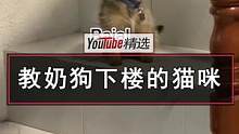 西班牙的网友在教新来的小奶狗怎么下楼梯时，家里的猫咪也跑出来主动当老师，没想到几分钟下来还真给教会了