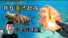 《斐济》第6天：赶海偶遇宝藏地，足球大的海螺竟然遍地都是！ #斐济 #斐济自由行 #斐济赶海  #旅