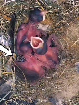 巢穴中的小麻雀，受到了一只成年麻雀的攻击，受伤严重#麻雀育雏#动物鸟世界#惊险时刻 