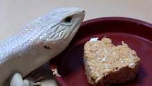 蓝舌蜥蜴的100顿饭计划-吃小熊便当#蜥蜴 #爬宠 #奇妙的动物 #蓝舌石龙子 #萌宠 