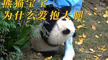 熊猫宝宝为什么爱抱大腿？