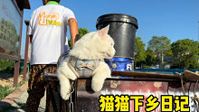 猫猫的暑假快乐生活，上班族羡慕哭了