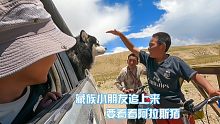 路遇藏族小朋友让停车看狗子，说他家有只狗很像班戈还会斗棕熊