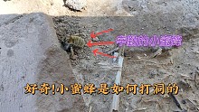 好奇！亲眼见到小蜜蜂是如何在土里打洞的！