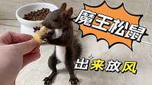 魔王松鼠到家第五天，出来放风差点把我累死
