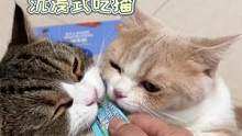 马上搬家了，希望崽崽们都开开心心的#实现猫条自由#佰萃粮猫条