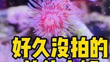 好久没拍的单位小缸 #海洋生物 #frank的私人水族馆