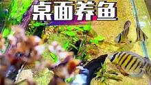 这一个角度看鱼，会不会有不一样的感受。
#鱼缸造景 #玻璃缸中的大自然 #观赏鱼 #七彩神仙鱼 #热