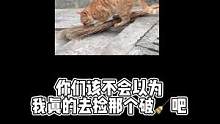 #喵喵喵 #领养代替购 #萌猫萌狗狂欢季 咦咦咦，视频最后有只猪