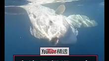 网友在海上乘船偶遇"翻车鱼"躺在海水表面晒太阳。"翻车鱼"会定期浮上水面，横躺着晒太阳补充热量，故而