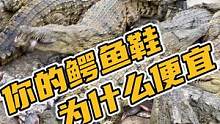 你的鳄鱼鞋为什么这么便宜#鳄珍 