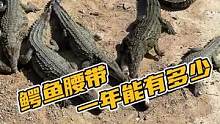 鳄鱼腰带，一年能有多少#鳄珍 