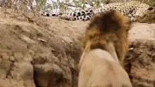 狮子偷袭花豹，最后花豹对战花豹的属实精彩#动物世界 #精彩片段 #神奇动物在抖音 #野生动物零距离 