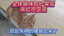 全体猫咪跑铲屎官床上吹空调，双目失明的橘猫也来了