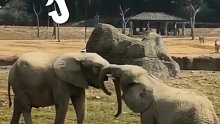 两大象较量，一旁还有一位观战看热闹的！