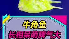 牛角鱼，好像没有那么凶猛啊~#奇妙的动物 #观赏鱼 