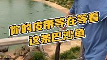 你的皮带在等着这条巴沙鱼#鳄珍