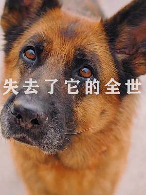 你的世界里不只有它，可它的世界里却就只有你了！#电影忠犬帕尔玛 #忠犬帕尔玛是眼泪刺客吧 