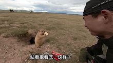 这只土拔鼠胆子大，敢和我抢食，带你去摩旅吧