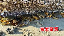 吃螃蟹季节到了，阿聪抓完一窝又一窝，全家人围着吃太爽了