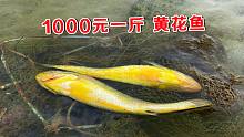 阿聪远看像黄金，原来是两条1000元一斤野生靓货，简直发财了