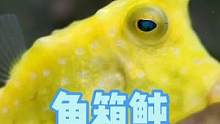 角箱鲀大快朵颐 #海洋生物 #角箱鲀 #粒突箱鲀 #frank的私人水族馆