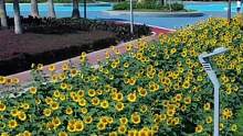 海沧马銮湾公园向日葵花开得正旺，停车方便，不用门票！#厦门旅游攻略 #厦门周边游 #向日葵花海 #厦