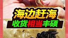入秋第一次赶海发现宝藏级海虹，抓到猫眼螺寄居蟹，鱼群太丰硕了 #赶海宝藏图鉴 #热门鉴定 #萌猫萌狗