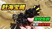 入秋第一次赶海发现宝藏级海虹，抓到猫眼螺寄居蟹，鱼群太丰硕了